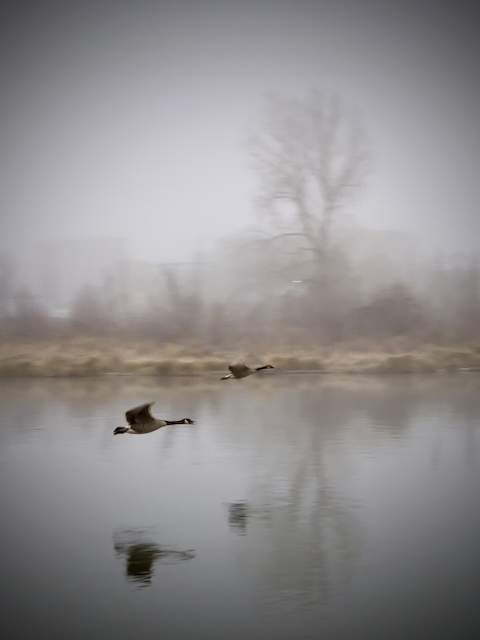 Geese in fog